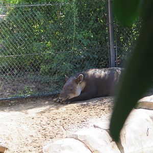 Baird's Tapir(8/23/2024)