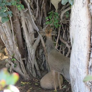 Kirk's Dik-Dik(8/23/2024)