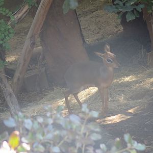 Kirk's Dik-Dik(8/23/2024)