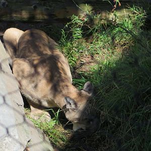 Cougar(8/23/2024)