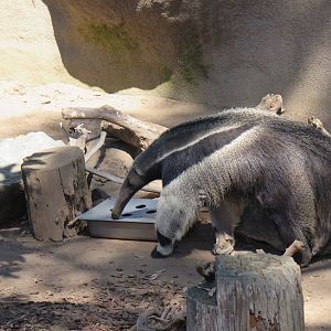 Giant Anteater(8/23/2024)