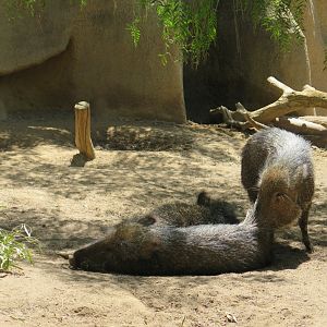 Chacoan Peccary(8/23/2024)