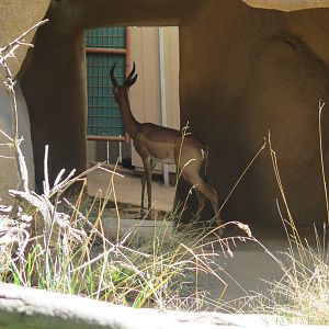 Gerenuk (8/23/2024)