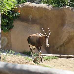 Bontebok(8/23/2024)