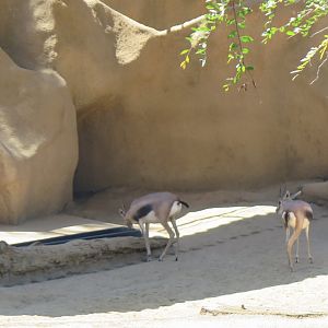 Speke's Gazelle(8/23/2024)