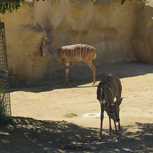 Lesser Kudu(8/23/2024)