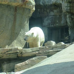 Polar Bear(8/23/2024)