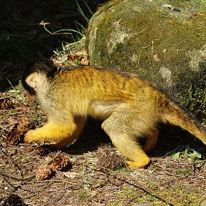 Bolivian squirrel monkey (Saimiri boliviensis boliviensis), 2010-04-18