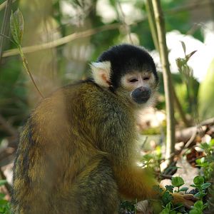 Bolivian squirrel monkey (Saimiri boliviensis boliviensis), 2010-04-18
