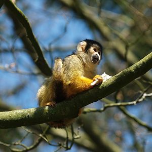Bolivian squirrel monkey (Saimiri boliviensis boliviensis), 2010-04-18