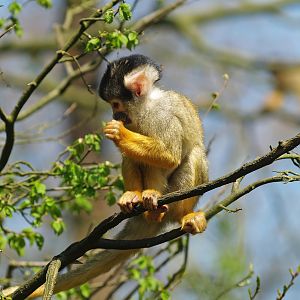 Bolivian squirrel monkey (Saimiri boliviensis boliviensis), 2010-04-18
