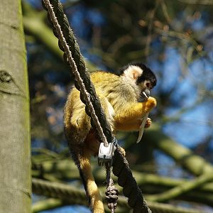 Bolivian squirrel monkey (Saimiri boliviensis boliviensis), 2010-04-18