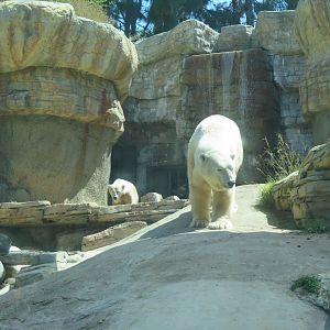 Polar Bear(8/23/2024)