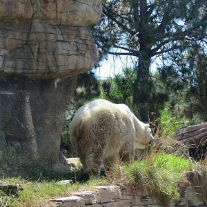 Polar Bear(8/23/2024)