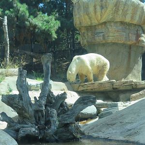 Polar Bear(8/23/2024)