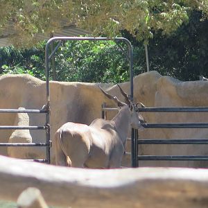Common Eland(8/23/2024)