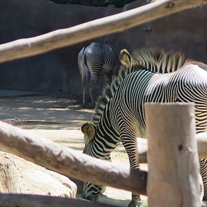 Grevey's Zebra