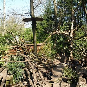 White-nosed coati exhibit, 2010-04-18