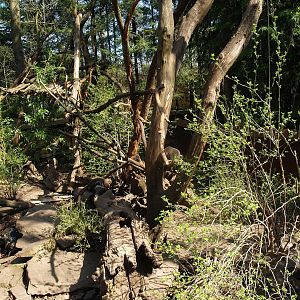 White-nosed coati exhibit, 2010-04-18