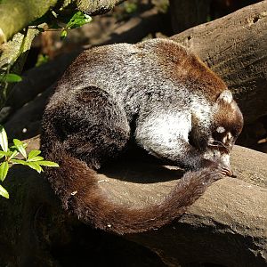 White-nosed coati (Nasua narica), 2010-04-18