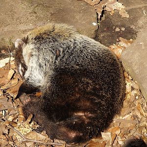 White-nosed coati (Nasua narica), 2010-04-18