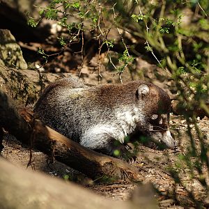 White-nosed coati (Nasua narica), 2010-04-18