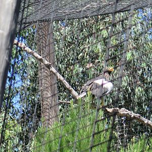 Stelar's Sea Eagle(8/23/2024)