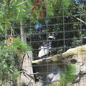 Andean Condor(8/23/2024)