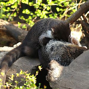 White-nosed coati (Nasua narica), 2010-04-18