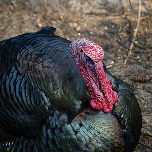 Wild turkey (Meleageris gallopavo), 2010-04-18