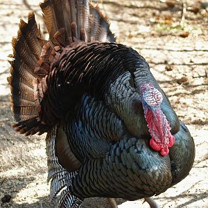 Wild turkey (Meleageris gallopavo), 2010-04-18