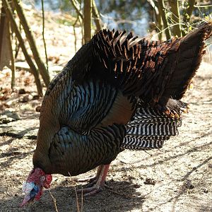 Wild turkey (Meleageris gallopavo), 2010-04-18