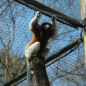 Crowned sifaka (Propithecus coronatus), 2010-04-18