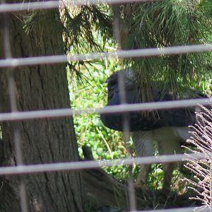 Harpy Eagle(8/23/2024)