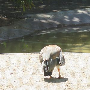 Ashy Headed Goose(8/23/2024)