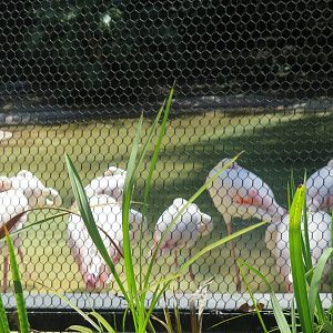 Greater Flamingo (8/23/2024)