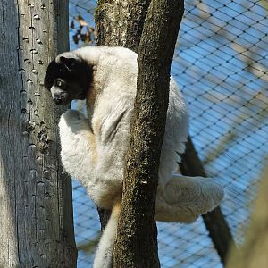 Crowned sifaka (Propithecus coronatus), 2010-04-18