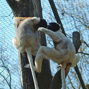 Crowned sifakas (Propithecus coronatus), 2010-04-18