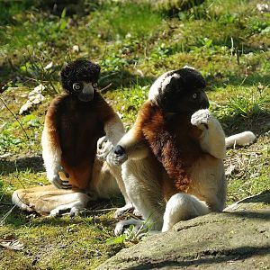 Crowned sifakas (Propithecus coronatus), 2010-04-18
