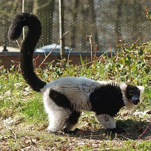 Black-and-white ruffed lemur (Varecia variegata variegata), 2010-04-18