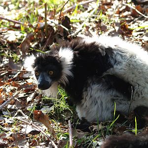 Black-and-white ruffed lemur (Varecia variegata variegata), 2010-04-18