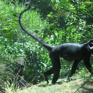 Black Mangabey(8/23/2024)