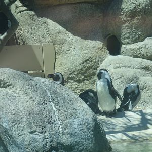 African Penguin(8/23/2024)