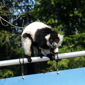 Black-and-white ruffed lemur (Varecia variegata variegata), 2010-04-18