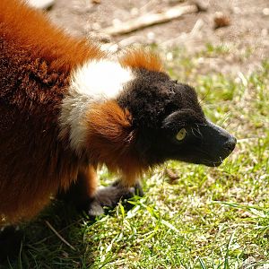 Red ruffed lemur (Varecia rubra), 2010-04-18