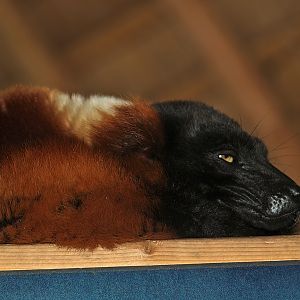 Red ruffed lemur (Varecia rubra), 2010-04-18