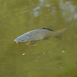 Common carp (Cyprinus carpio), 2010-04-18