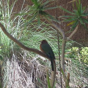 White Fronted Bee Eater (8/23/2024)