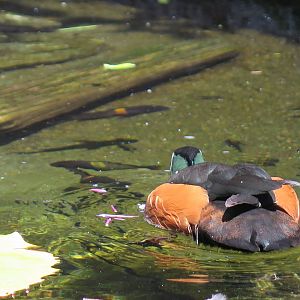 African Pygmy Goose (8/23/2024)