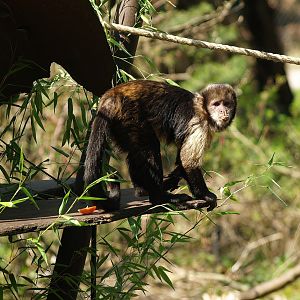 Yellow-breasted capuchin (Sapajus xanthosternos), 2010-04-18